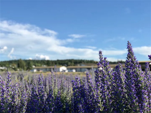 2018英国大学世界排名,英国大学的世界排名,英国大学排名