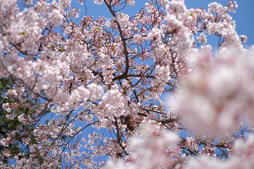 樱桃, 日本, 樱花, 花朵, 开花, 春天, 枝杈, 自然, 粉色的, 日本人