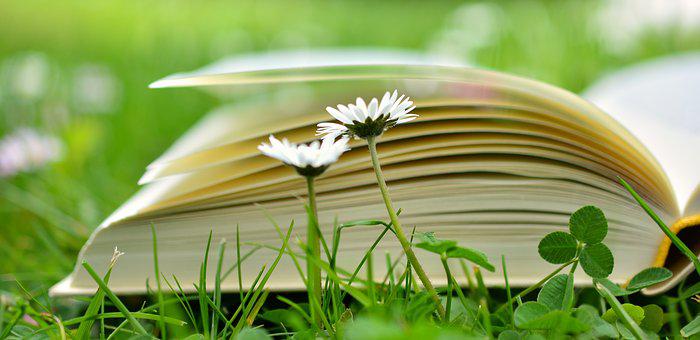 一本书, 读, 放松, 草地, 书页, 训练, 图书, 学习, 文学, 雏菊
